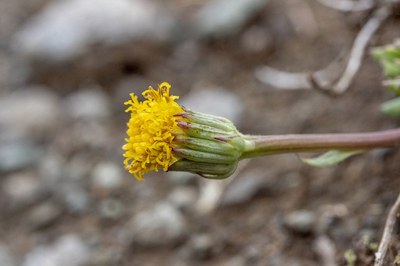 Senecio pachyphyllos photo 5