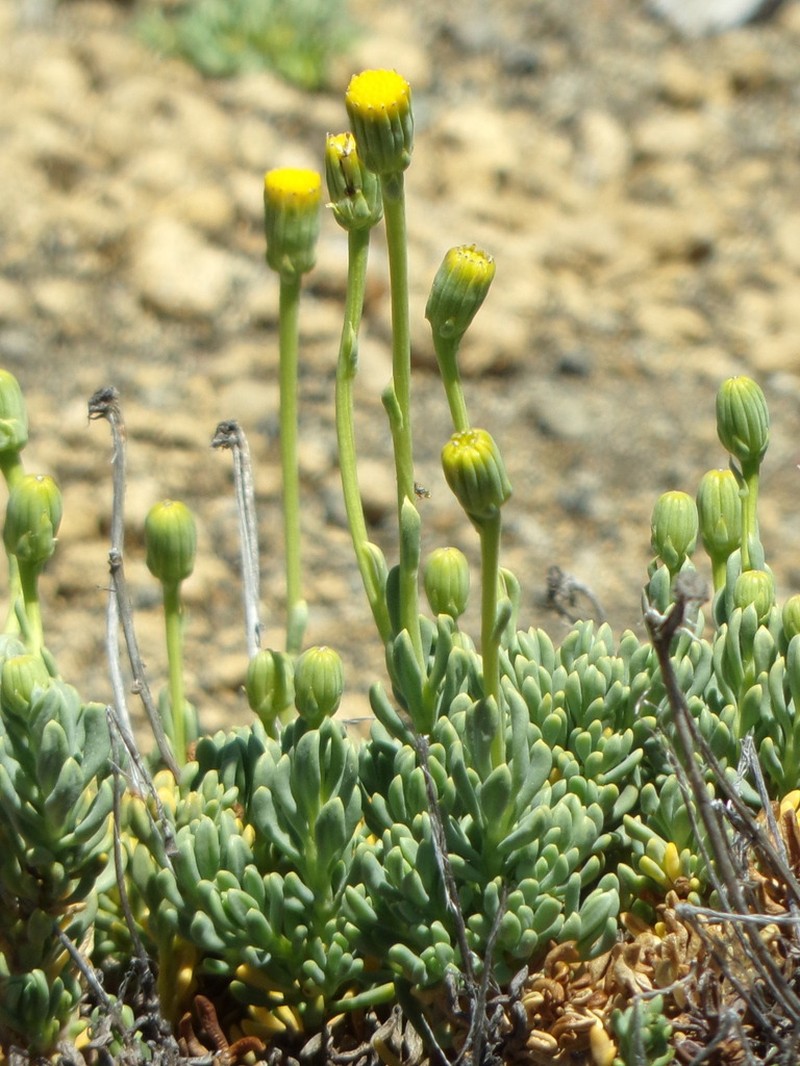 Senecio pachyphyllos photo 6