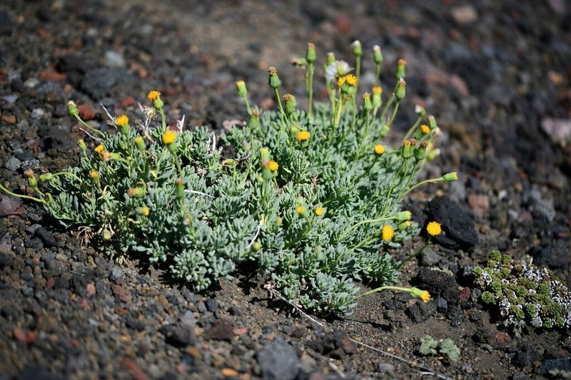 Senecio pachyphyllos photo 7