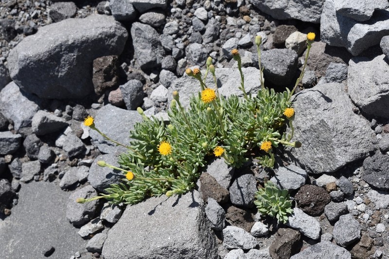 Senecio pachyphyllos photo 8
