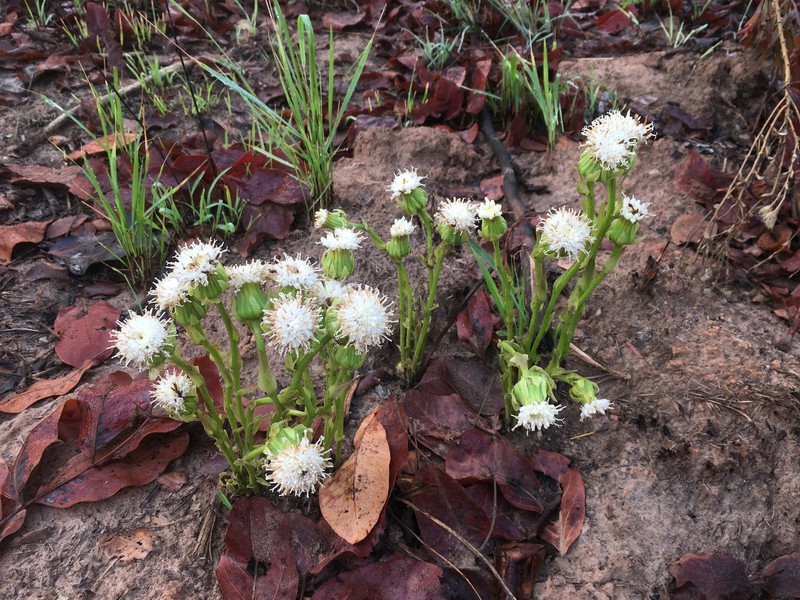 Senecio pachyrhizus photo 2