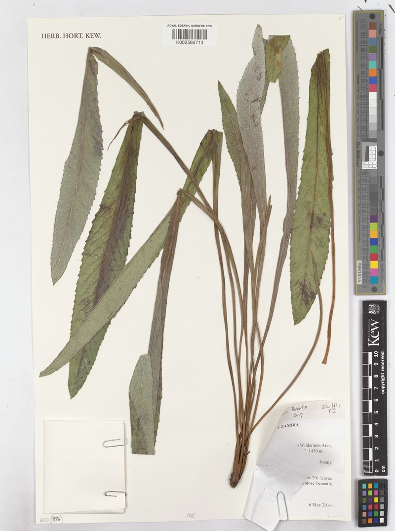 Senecio pachyrhizus photo 3