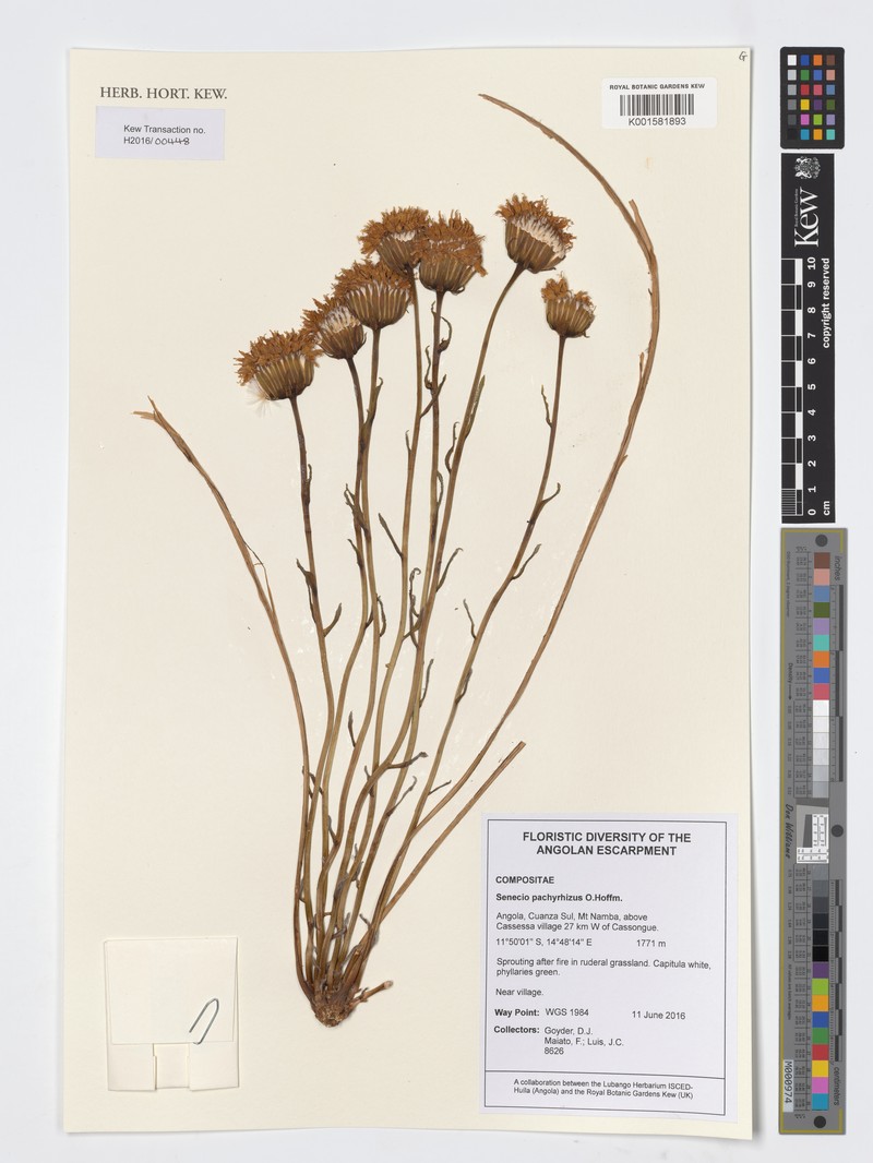 Senecio pachyrhizus photo 4