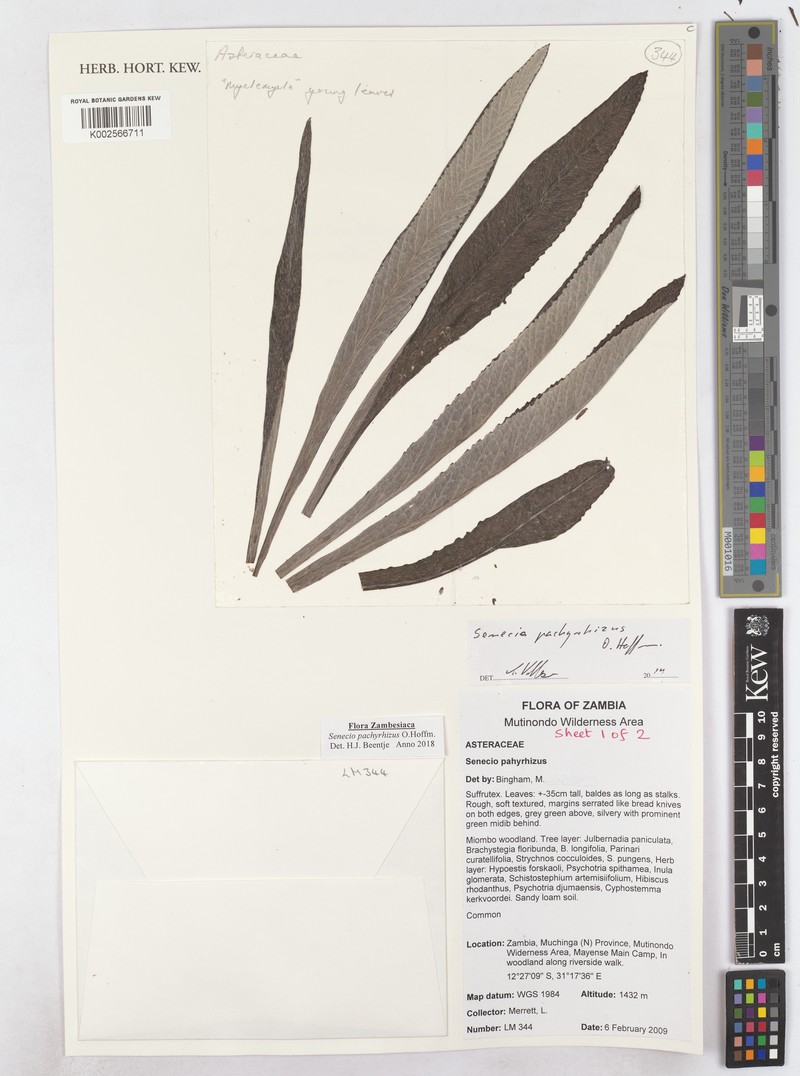 Senecio pachyrhizus photo 5