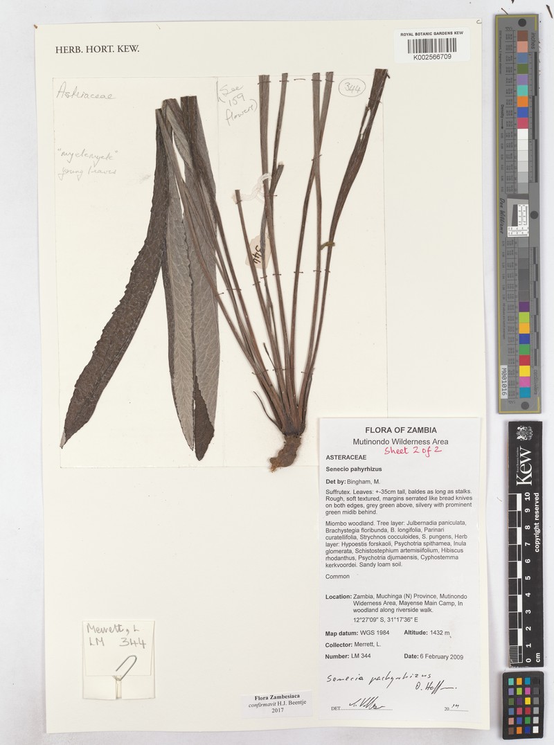 Senecio pachyrhizus photo 6