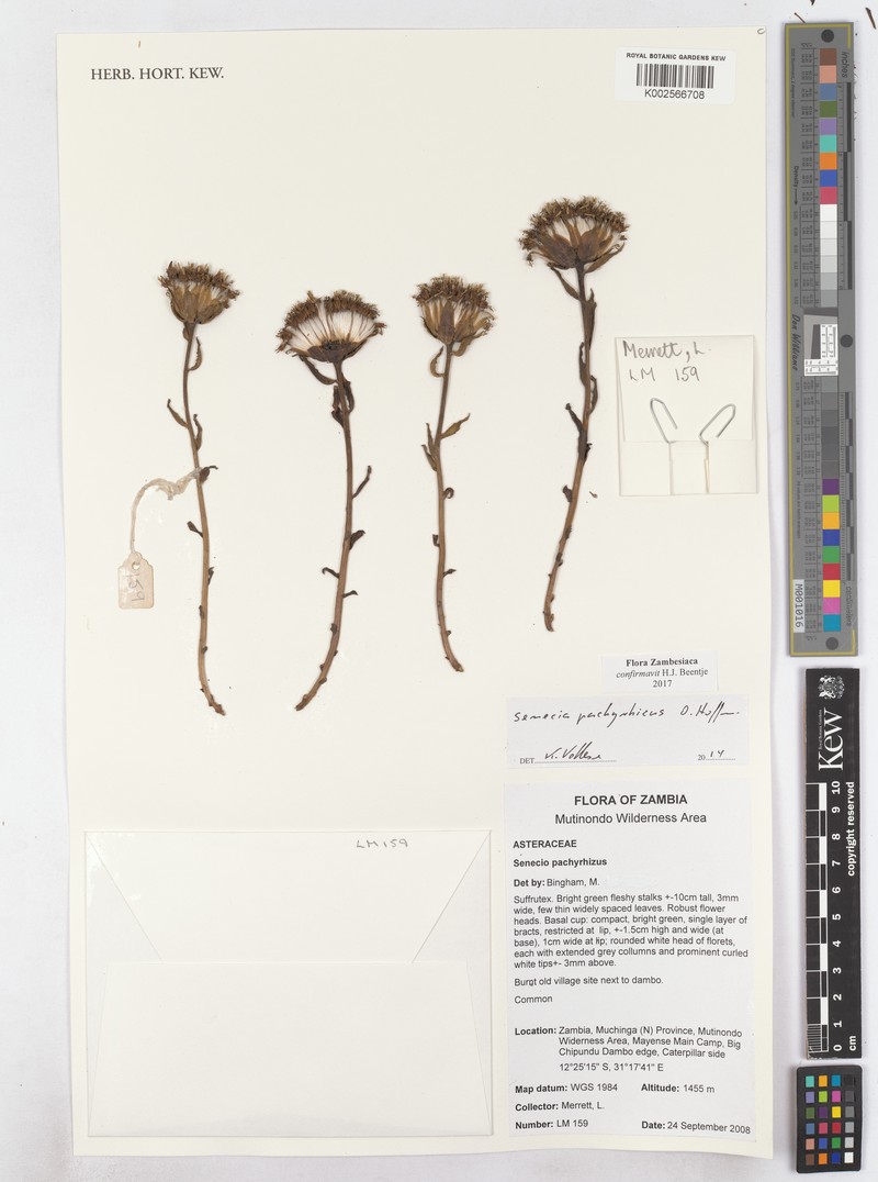 Senecio pachyrhizus photo 7