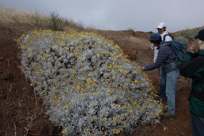 Senecio palmeri