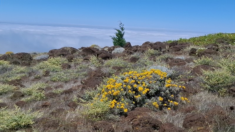 Senecio palmeri photo 2