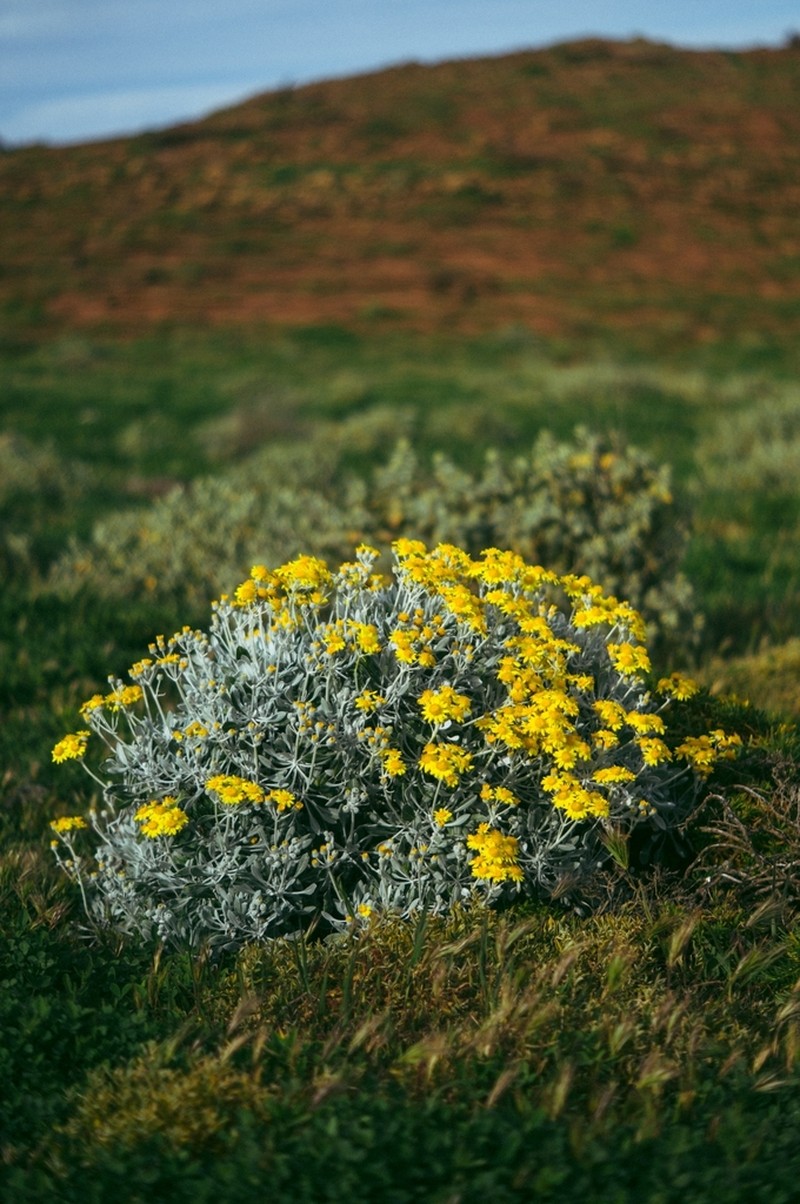 Senecio palmeri photo 3