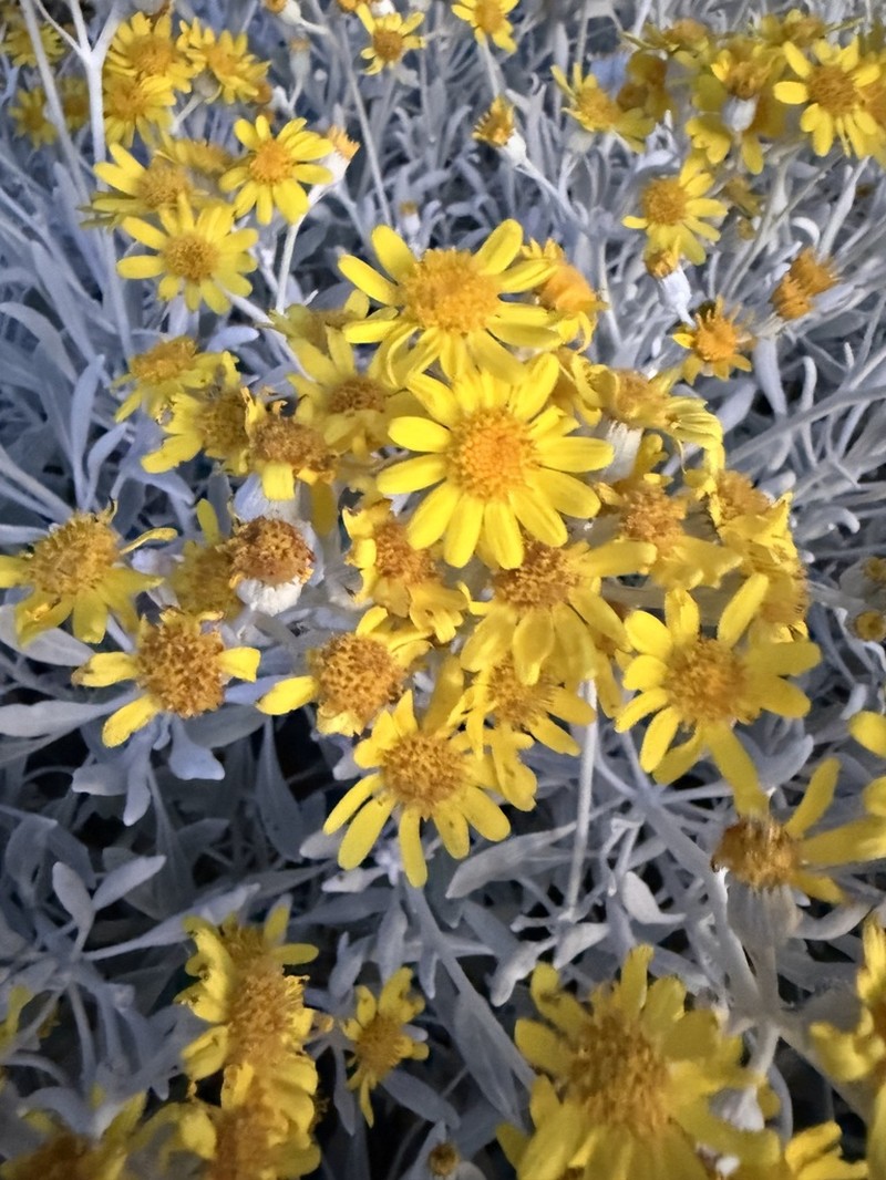 Senecio palmeri photo 4