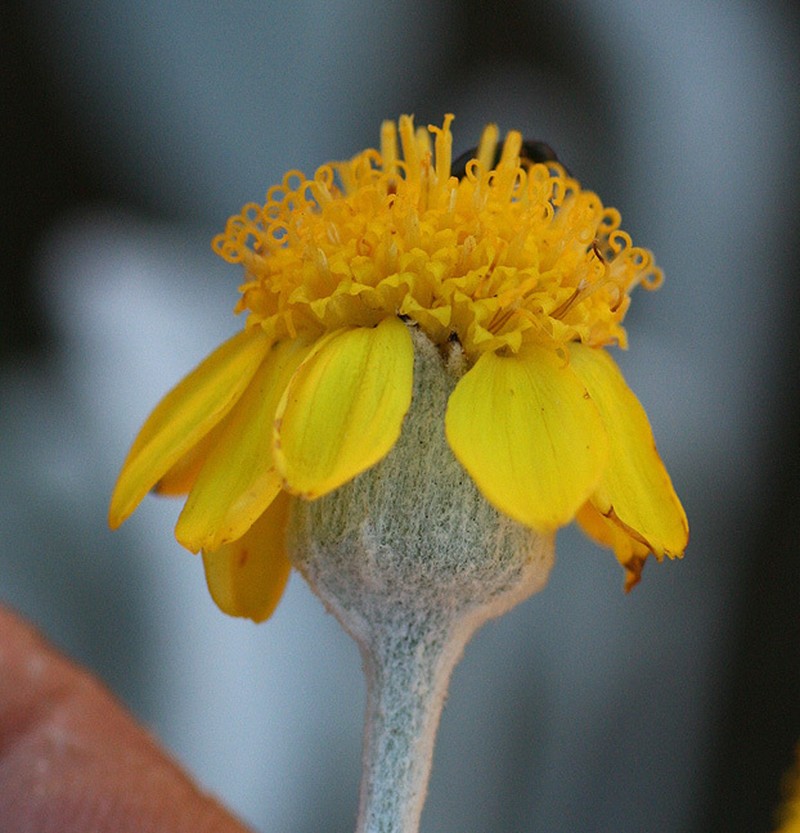Senecio palmeri photo 5