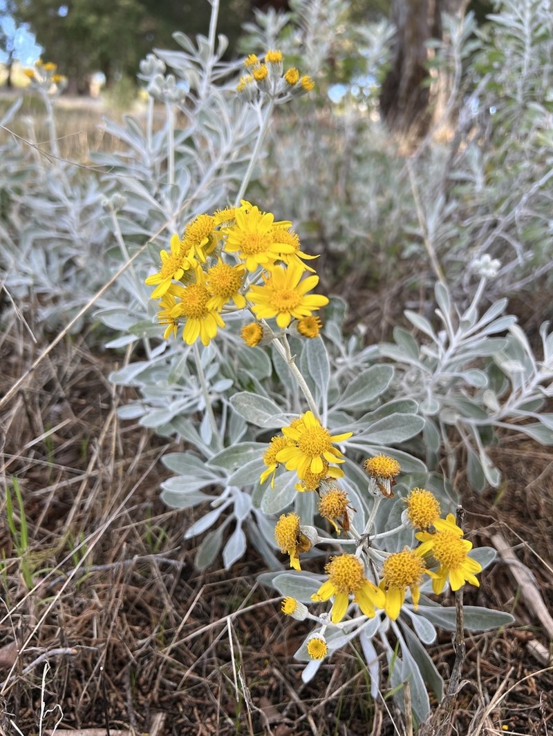 Senecio palmeri photo 6