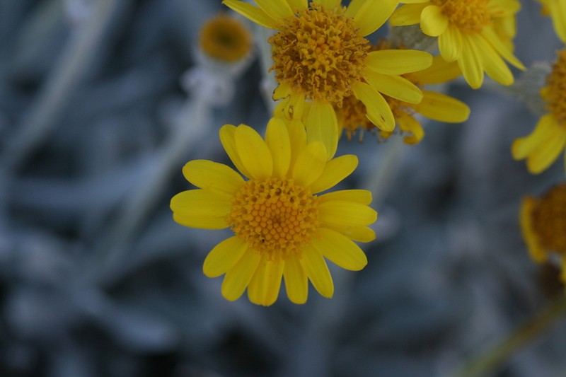 Senecio palmeri photo 7