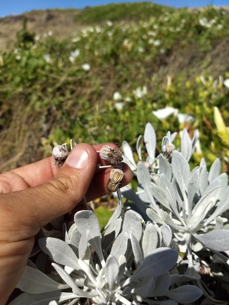 Senecio palmeri photo 8