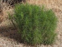 Senecio pampeanus