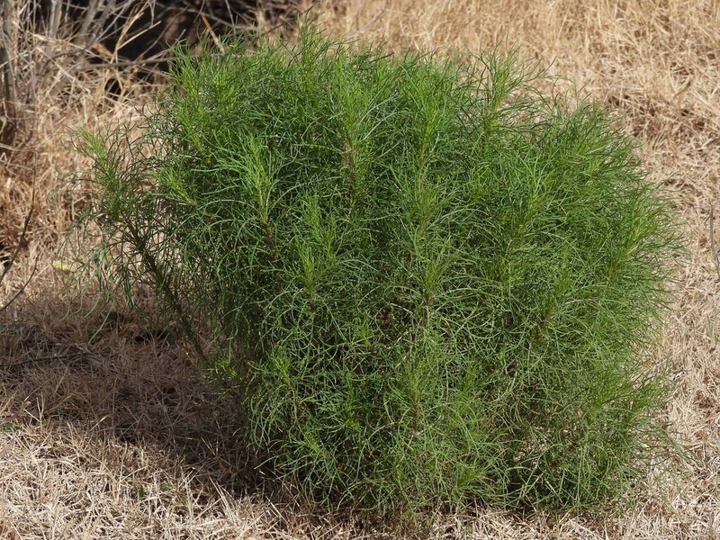 Senecio pampeanus
