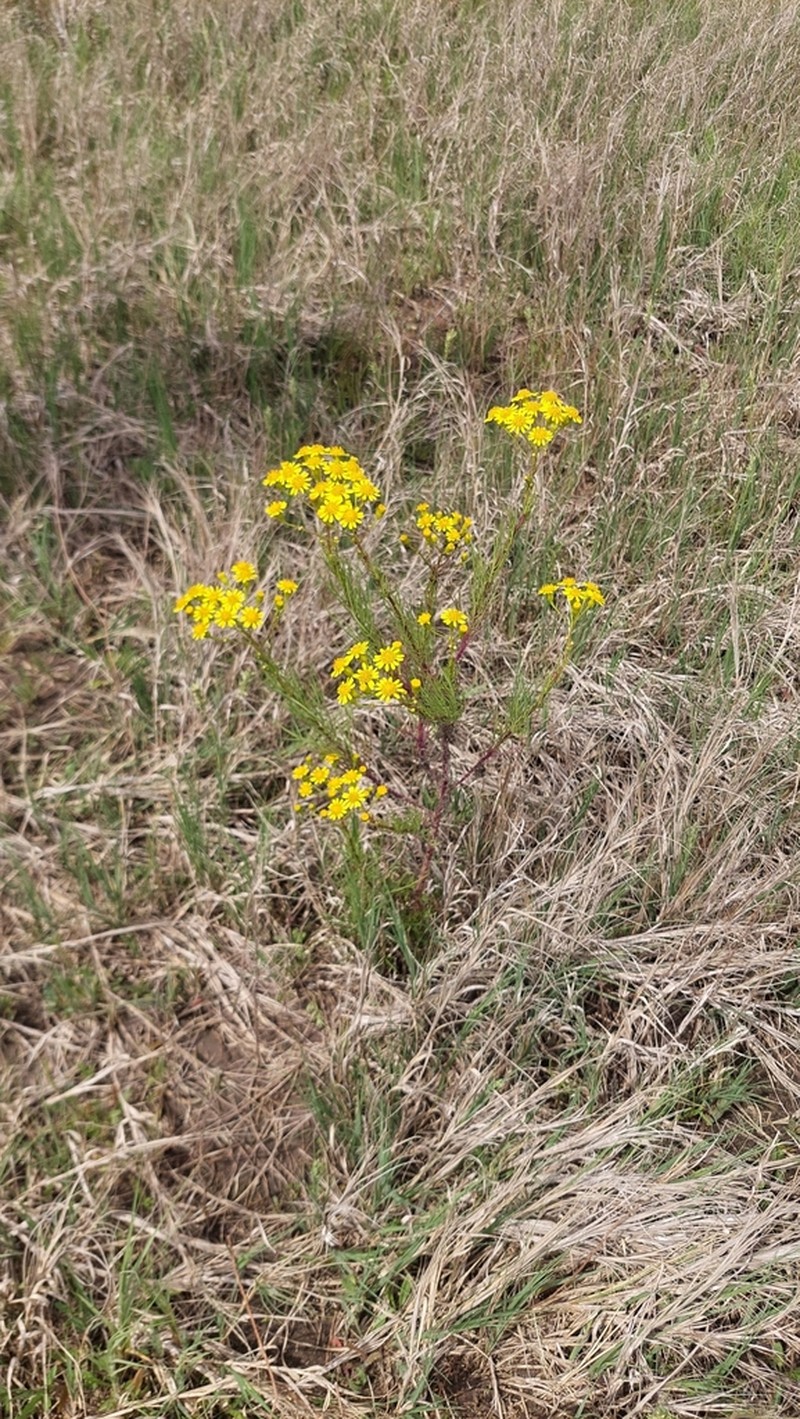 Senecio pampeanus photo 2