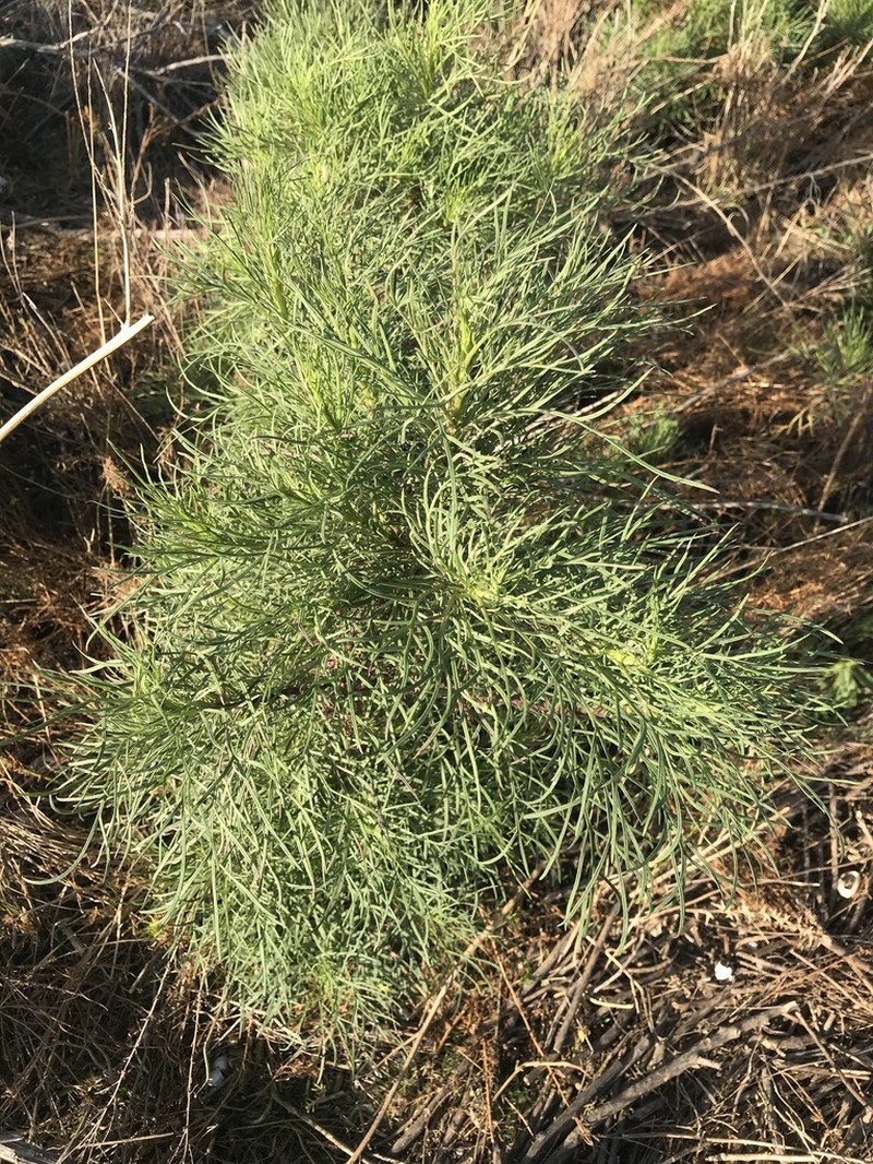 Senecio pampeanus photo 3