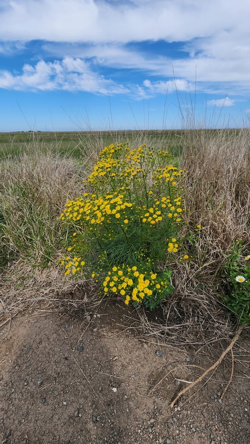 Senecio pampeanus photo 4