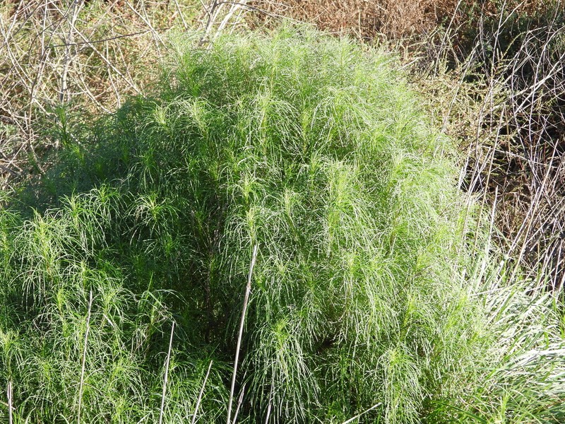Senecio pampeanus photo 5