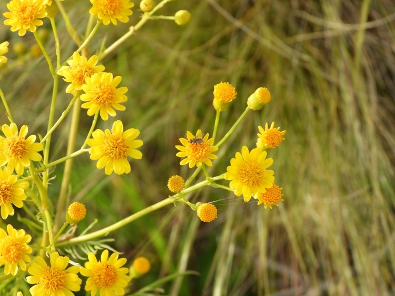 Senecio pampeanus photo 6