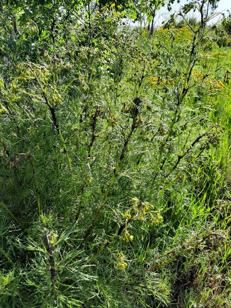 Senecio pampeanus photo 7