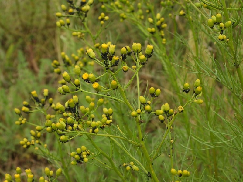 Senecio pampeanus photo 8