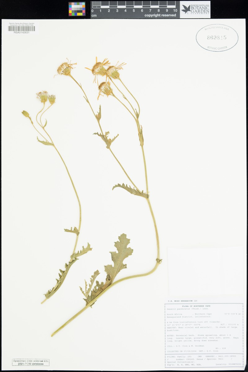 Senecio panduratus