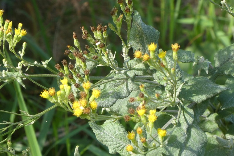 Senecio panduriformis