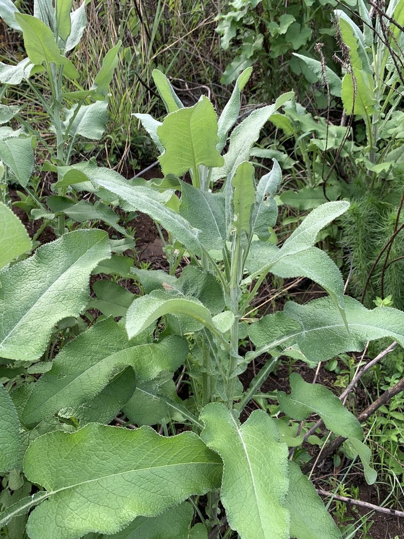Senecio panduriformis photo 2