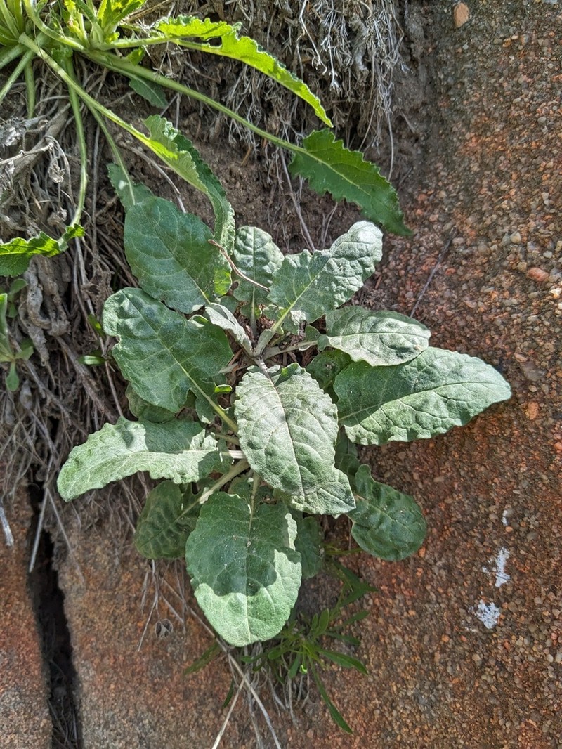 Senecio panduriformis photo 3