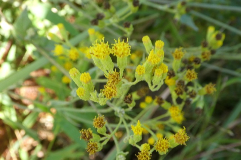 Senecio panduriformis photo 4
