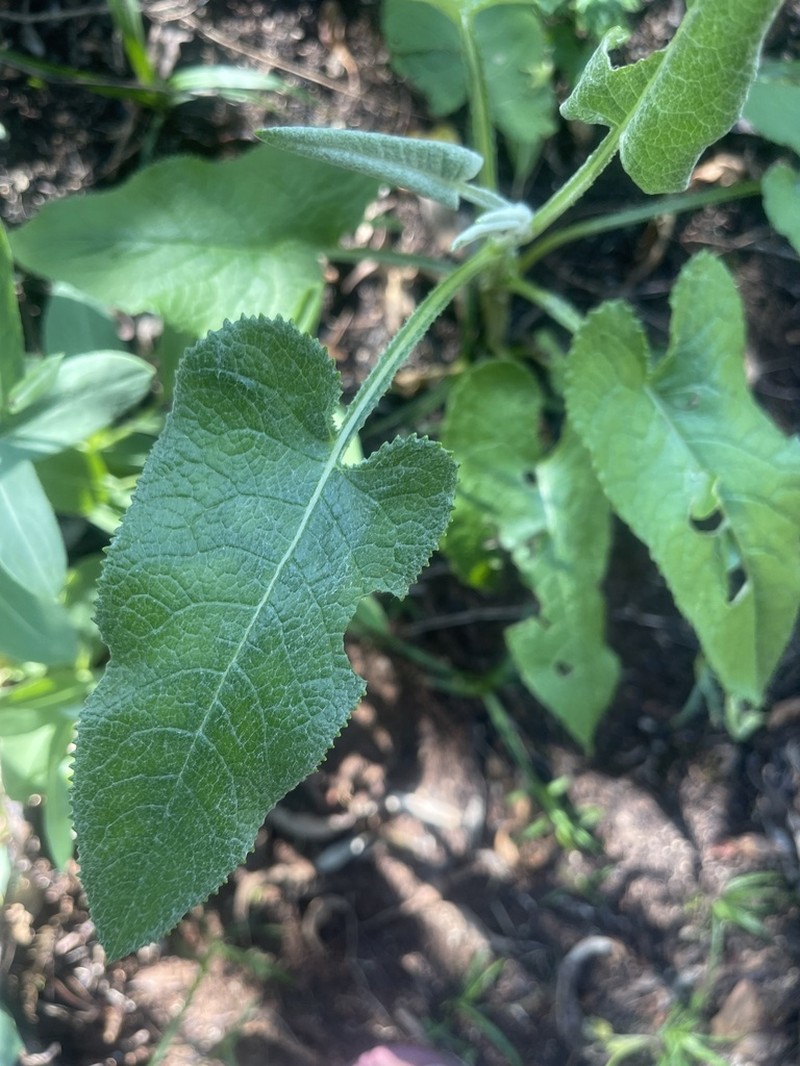 Senecio panduriformis photo 5