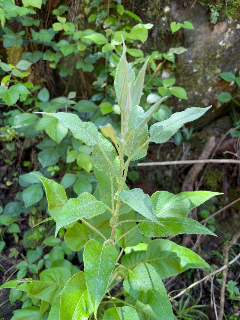 Senecio panduriformis photo 7