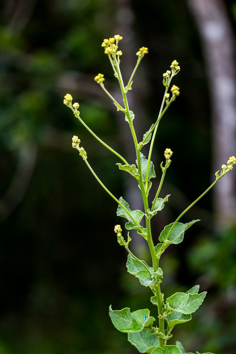 Senecio panduriformis photo 8