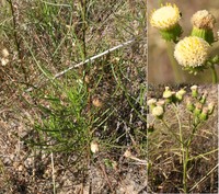 Senecio paniculatus