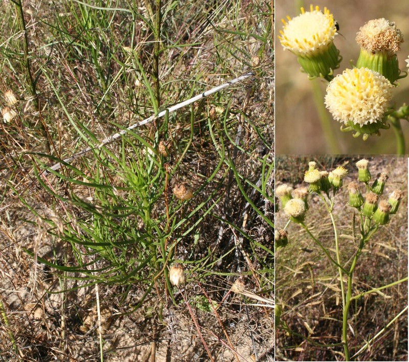 Senecio paniculatus