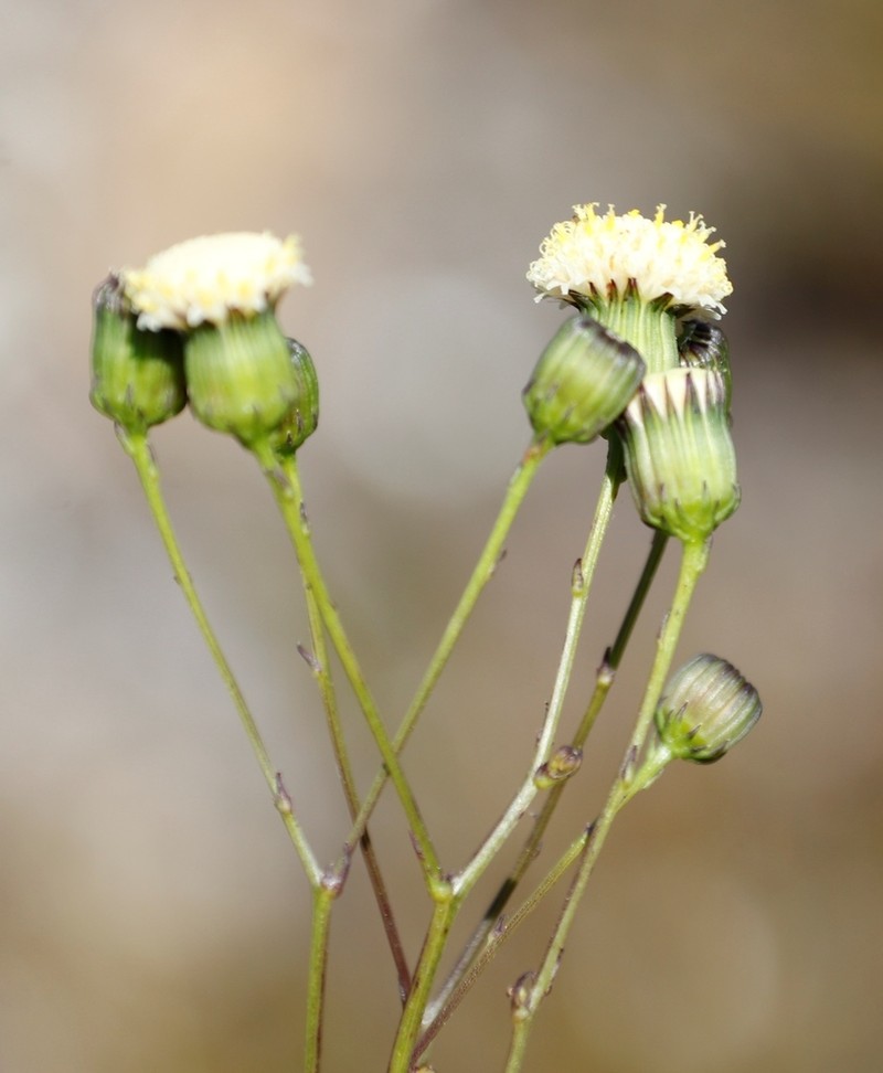 Senecio paniculatus photo 4