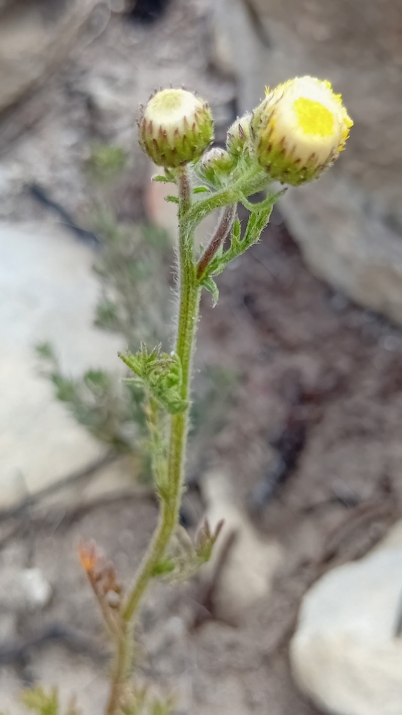 Senecio paniculatus photo 5