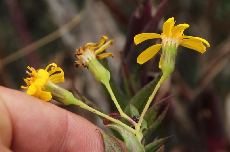 Senecio panticallensis
