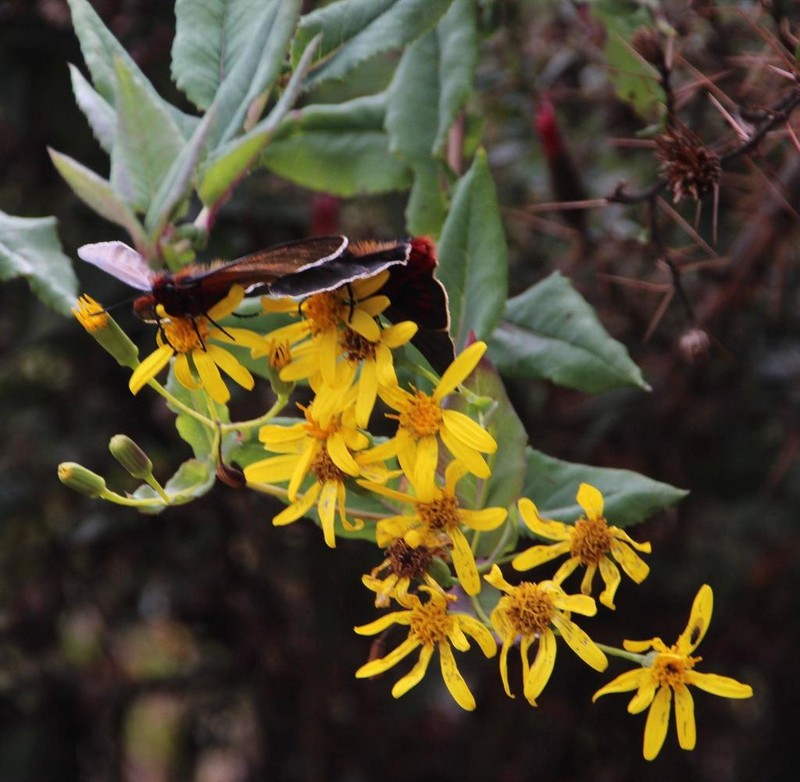 Senecio panticallensis photo 2