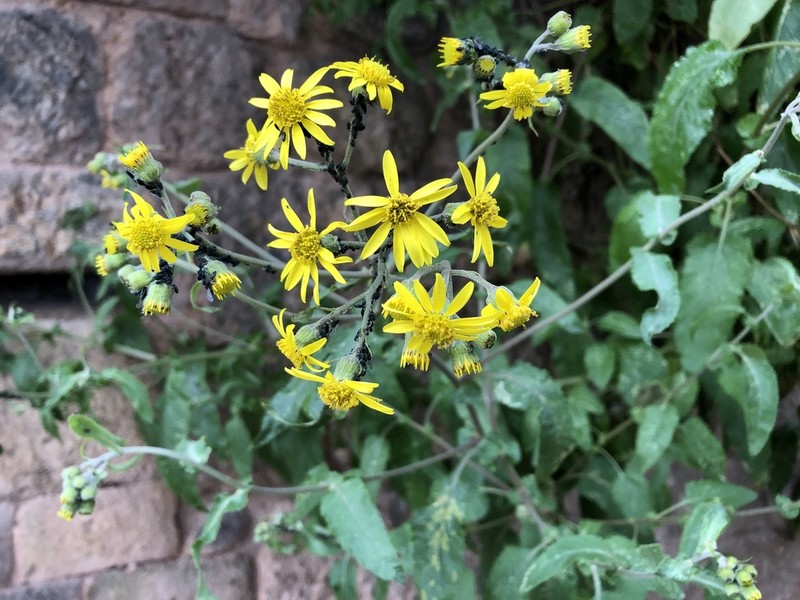 Senecio panticallensis photo 3