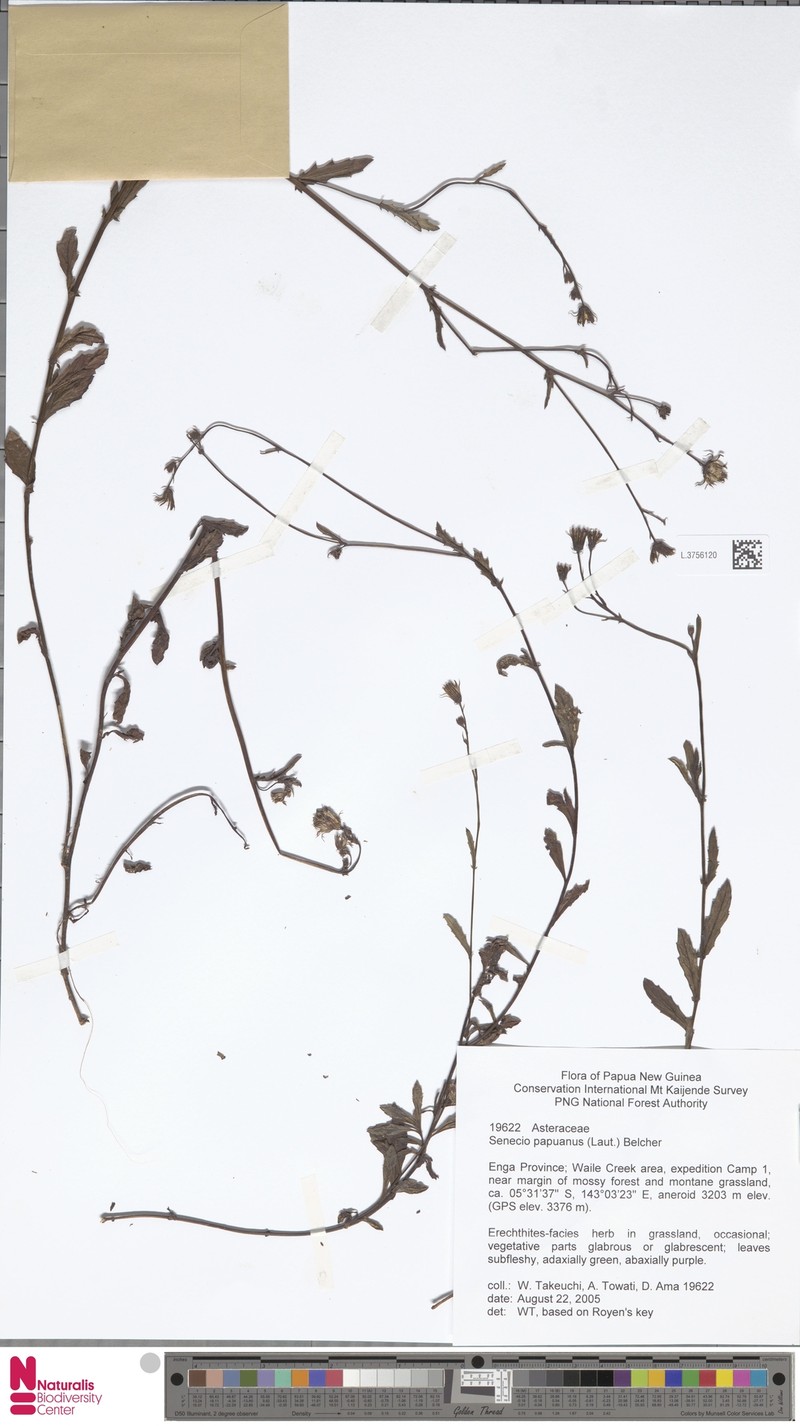 Senecio papuanus