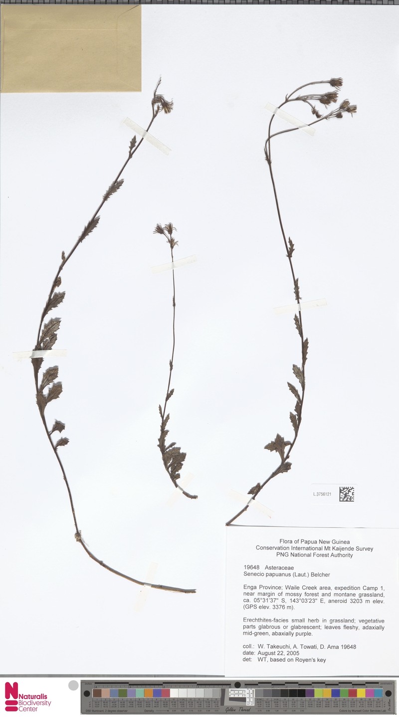 Senecio papuanus photo 2