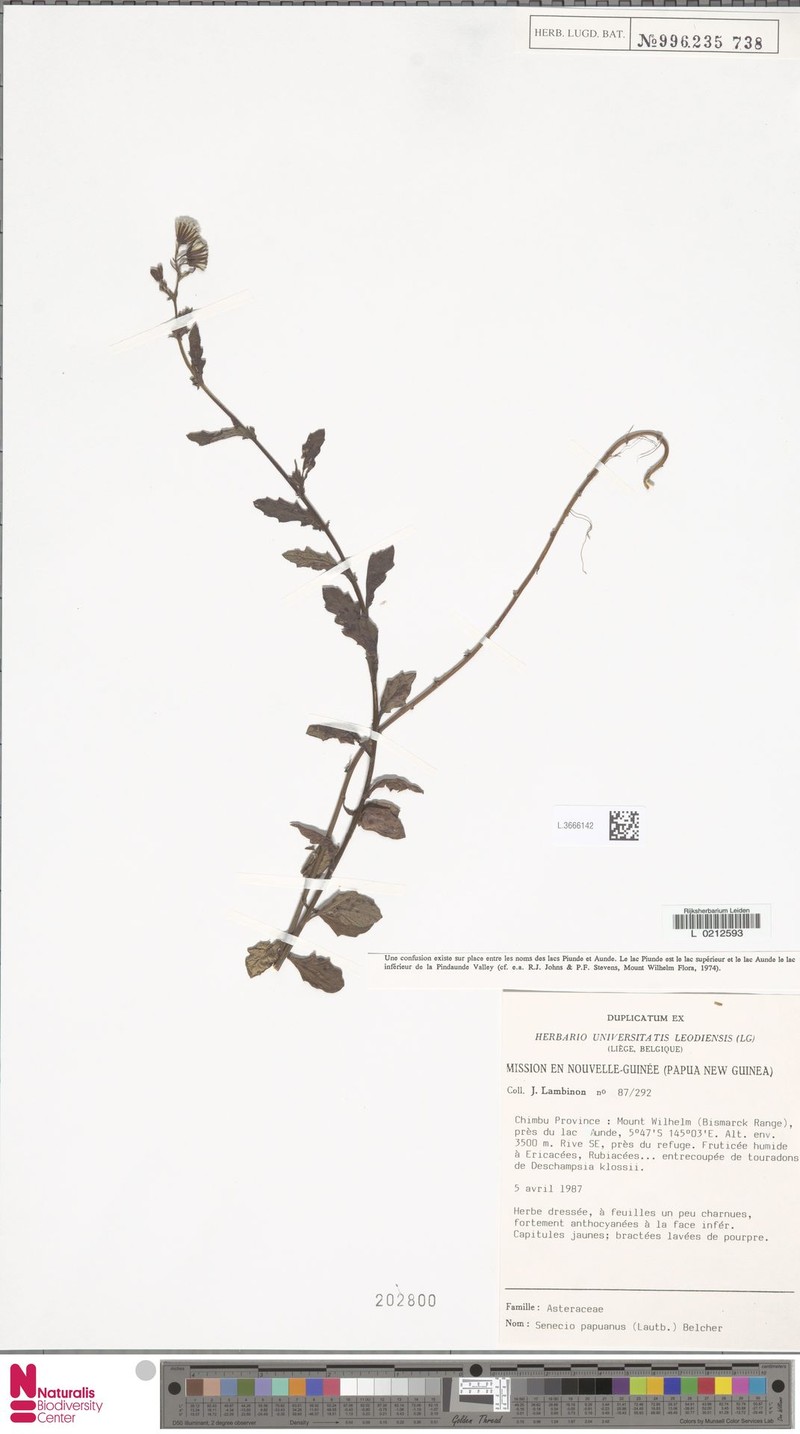 Senecio papuanus photo 3