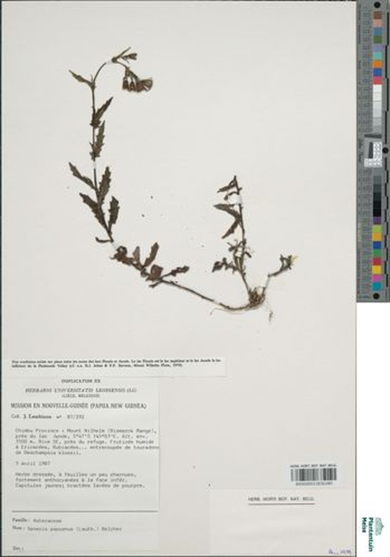 Senecio papuanus photo 4