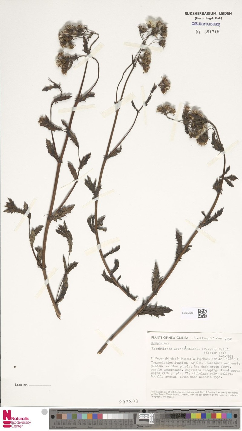 Senecio papuanus photo 6