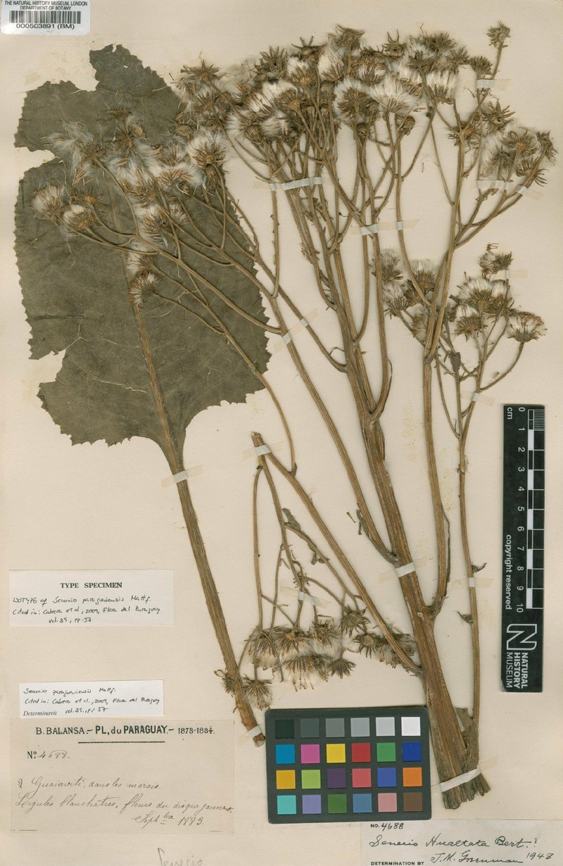 Senecio paraguariensis