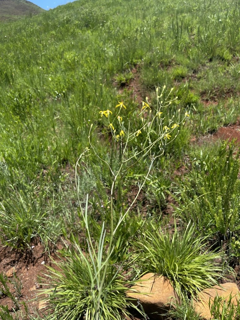Senecio parascitus