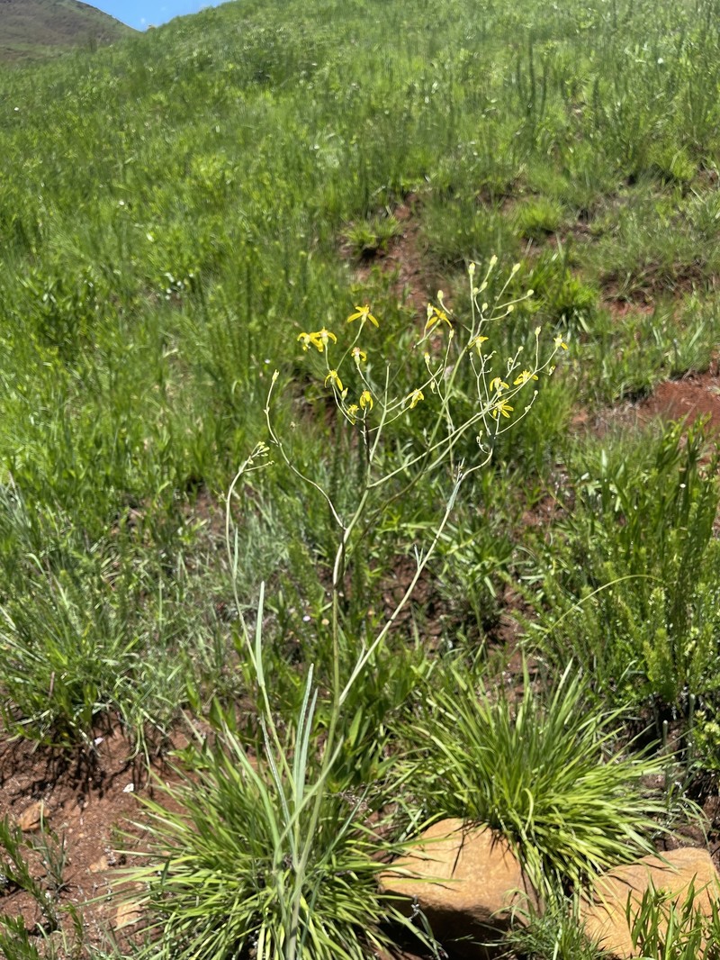 Senecio parascitus photo 2